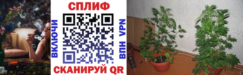 Конопля Ganja  Емва 